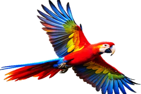 Parrot